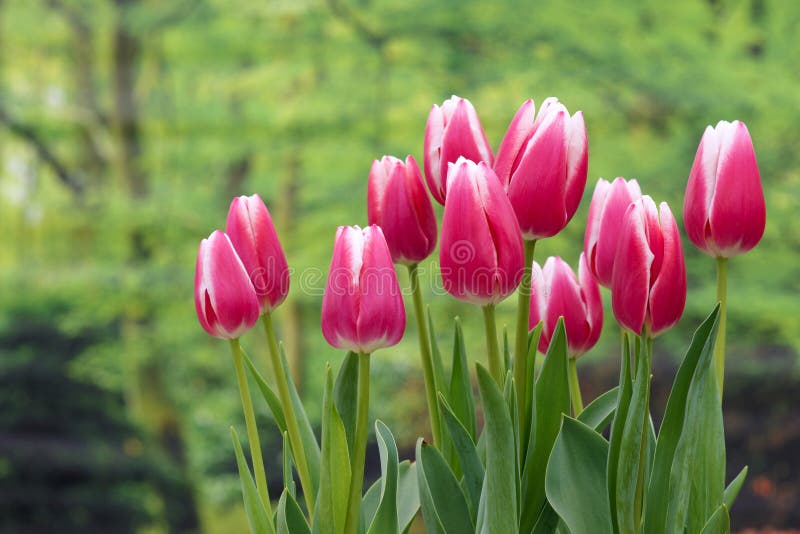 Tulipanes rosados imagen de archivo Tulipanes rosados imagen de archivo