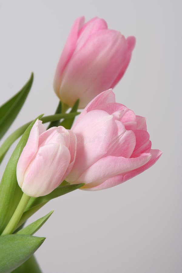 Tulipanes rosados imagen de archivo Tulipanes rosados imagen de archivo