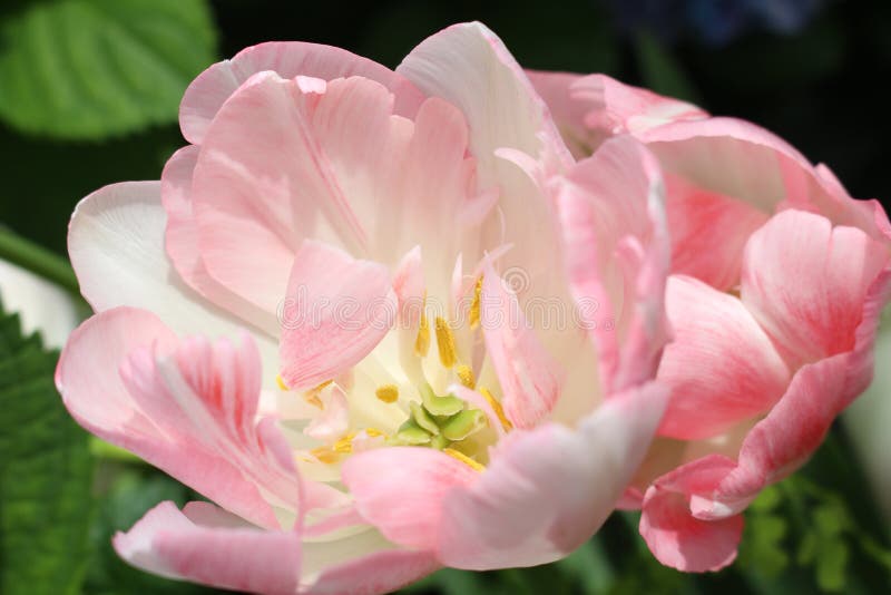 Tulipanes rosados abigarrados imagen de archivo libre de regalías Tulipanes rosados abigarrados imagen de archivo libre de regalías
