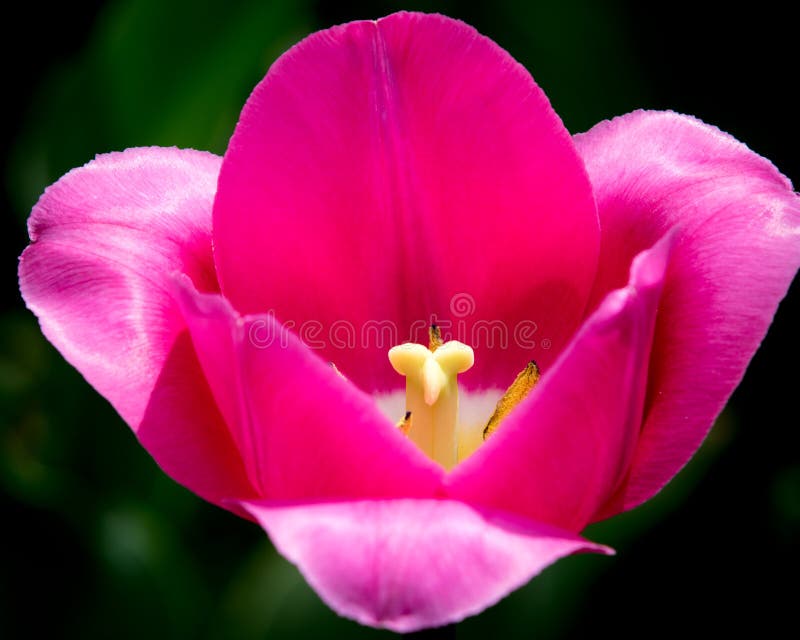 Tulipanes rosados en Holland Tulip Festival foto de archivo Tulipanes rosados en Holland Tulip Festival foto de archivo