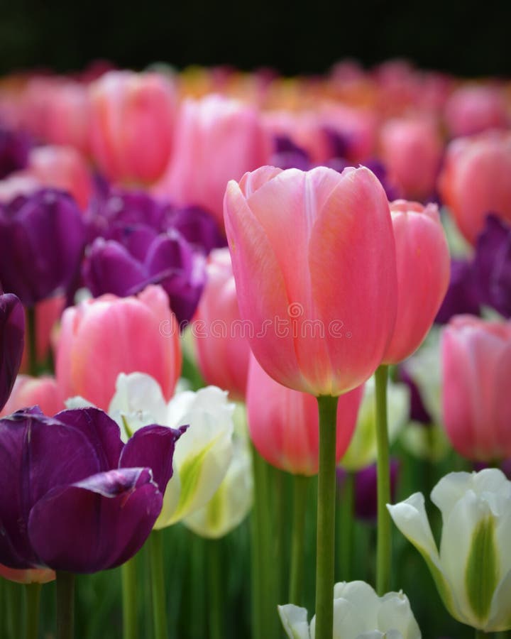 Tulipanes rosados, púrpuras y blancos