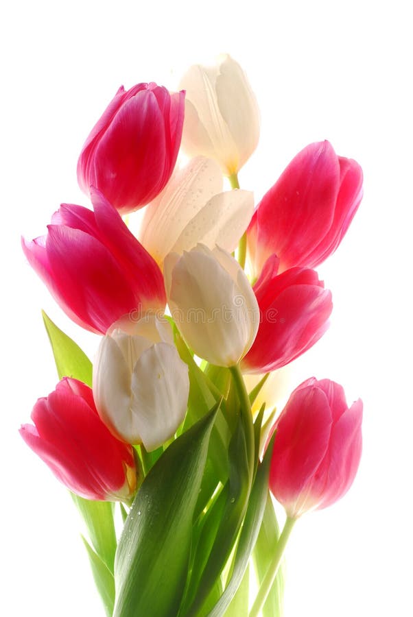 Tulipanes Rosados Y Blancos Foto de archivo - Imagen de recolectado, hoja:  8902222