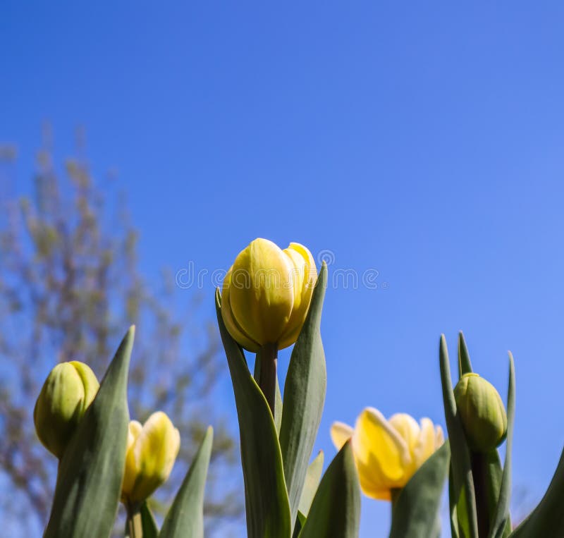 Tulipanes y brotes amarillos hermosos con las hojas en primavera contra el cielo azul imágenes de archivo libres de regalías Tulipanes y brotes amarillos hermosos con las hojas en primavera contra el cielo azul imágenes de archivo libres de regalías