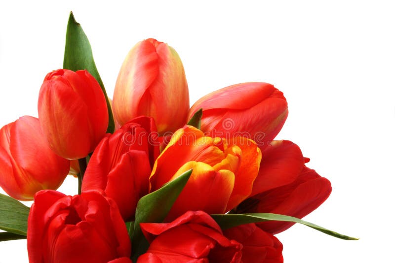 Tulipani fotografie stock libere da diritti Tulipani fotografie stock libere da diritti