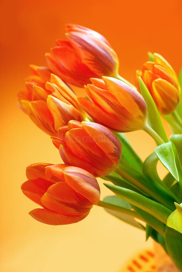 Tulipani arancioni fotografia stock Tulipani arancioni fotografia stock