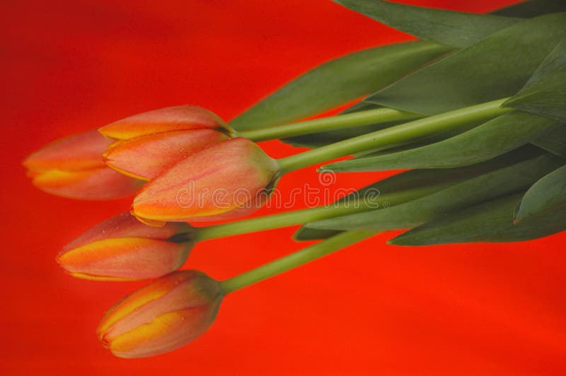 Tulipani arancioni fotografia stock libera da diritti Tulipani arancioni fotografia stock libera da diritti
