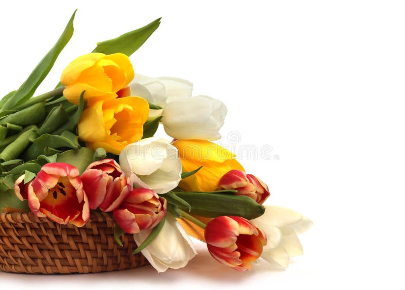 Tulipani in un cesto immagine stock libera da diritti
