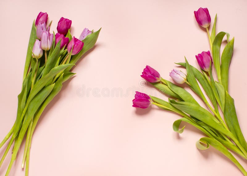 Tulipani a composizione primaverile 3 fotografia stock libera da diritti