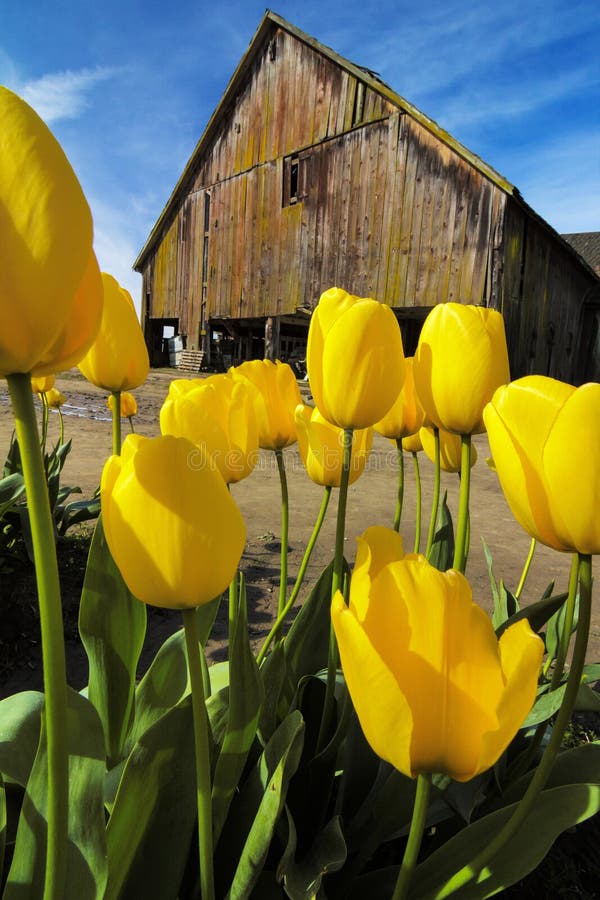 Tulipani di Skagit, Washington State fotografia stock libera da diritti Tulipani di Skagit, Washington State fotografia stock libera da diritti
