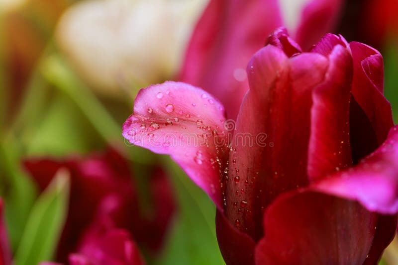Tulipani di stupore di rosa della natura che fioriscono nell'ambito del paesaggio di giorno di molla di luce solare fotografia stock libera da diritti Tulipani di stupore di rosa della natura che fioriscono nell'ambito del paesaggio di giorno di molla di luce solare fotografia stock libera da diritti