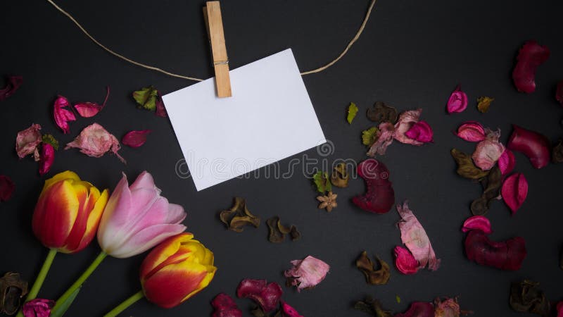 Tulipani e carta per testo immagine stock libera da diritti