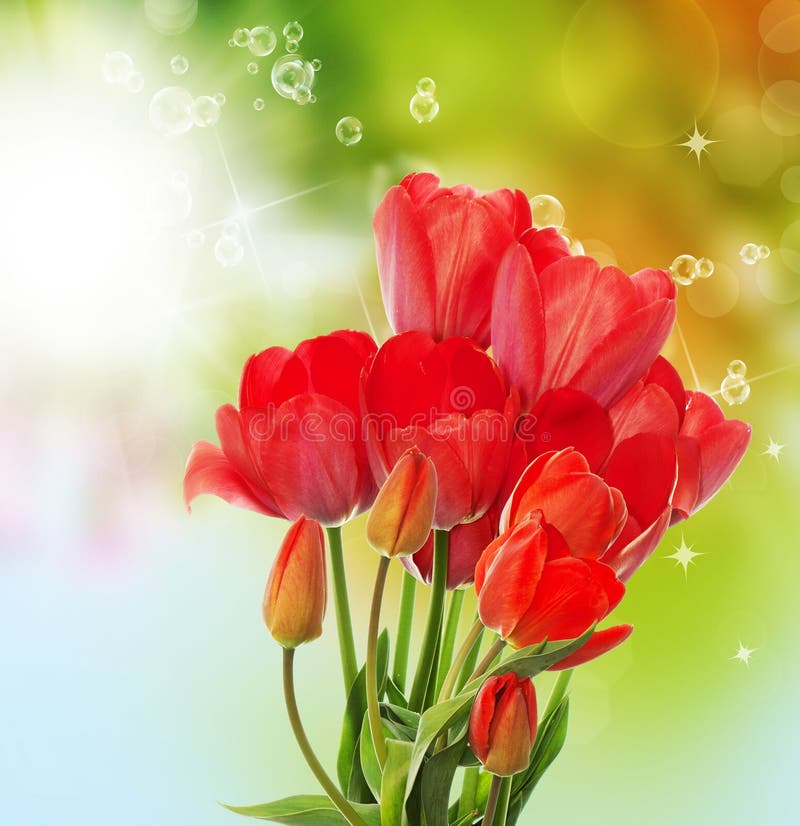 Tulipani freschi del giardino sul backgr astratto della natura della molla royalty illustrazione gratis