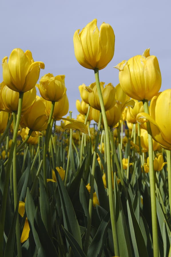 Bulbose A Fioritura Primaverile
