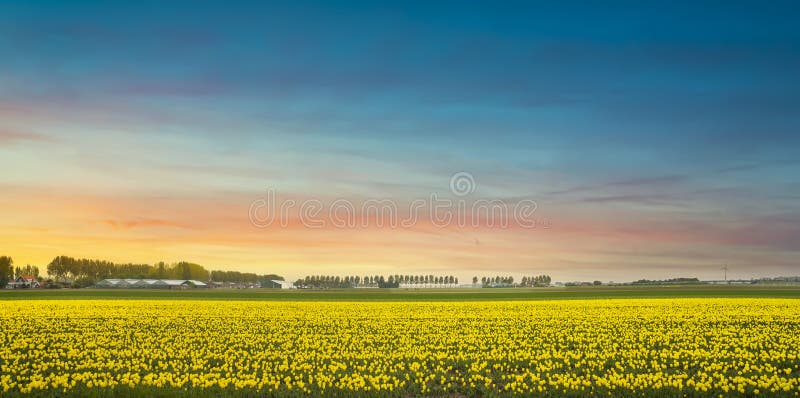 Tulipani gialli in fiore, fiori in primavera al tramonto Olanda o Paesi Bassi fotografia stock Tulipani gialli in fiore, fiori in primavera al tramonto Olanda o Paesi Bassi fotografia stock