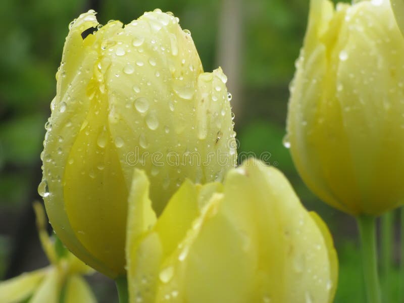 Tulipani in giardino dopo pioggia immagini stock libere da diritti Tulipani in giardino dopo pioggia immagini stock libere da diritti
