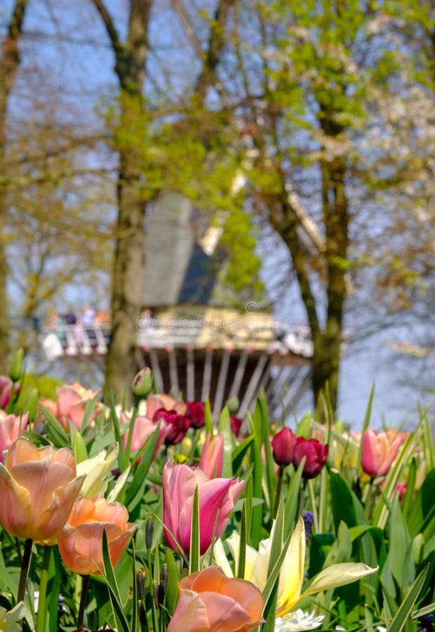 Tulipani nei colori vivi su esposizione ai giardini di Keukenhof, Lisse, l'Olanda Meridionale Mulino a vento nei precedenti, nel fotografia stock libera da diritti Tulipani nei colori vivi su esposizione ai giardini di Keukenhof, Lisse, l'Olanda Meridionale Mulino a vento nei precedenti, nel fotografia stock libera da diritti