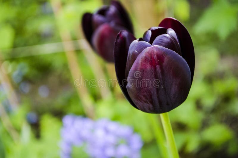 Decadent black tulips in the garden. Decadent black tulips in the garden