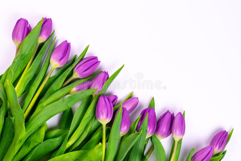 Tulipani porpora del primo piano isolati su fondo bianco immagine stock Tulipani porpora del primo piano isolati su fondo bianco immagine stock