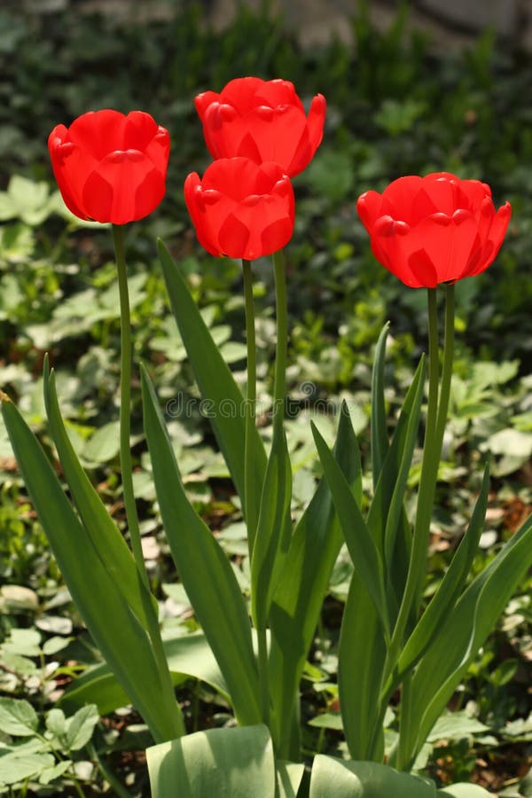 Tulipani rossi fotografia stock Tulipani rossi fotografia stock