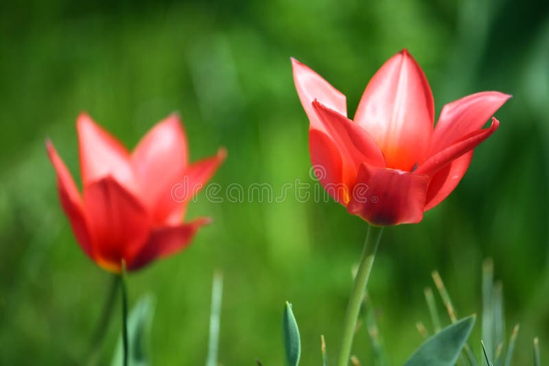 Tulipani rossi fotografie stock Tulipani rossi fotografie stock