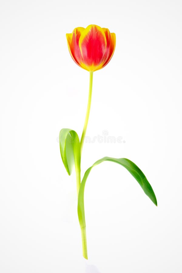 Tulipani rossi e gialli sopra fondo bianco fotografie stock Tulipani rossi e gialli sopra fondo bianco fotografie stock