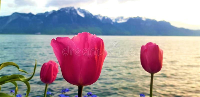 Tulipani sulla costa del lago Leman in Svizzera fotografie stock libere da diritti Tulipani sulla costa del lago Leman in Svizzera fotografie stock libere da diritti