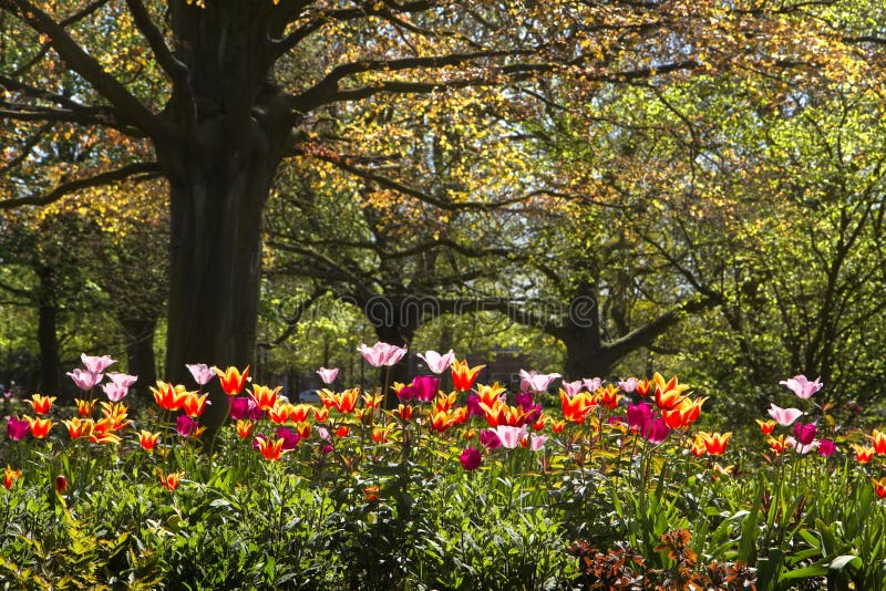 Tulipani variopinti e vecchio beechtree rosso del foglio fotografie stock libere da diritti Tulipani variopinti e vecchio beechtree rosso del foglio fotografie stock libere da diritti