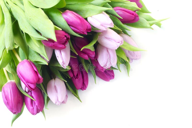 Tulipani immagine stock libera da diritti