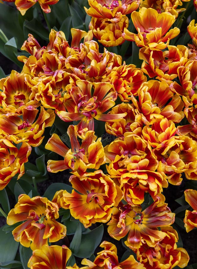 Tulipano a colori denominato Shell. Doppio gruppo completo. fotografia stock