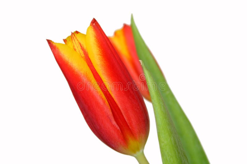 Tulipano della sorgente fotografia stock libera da diritti Tulipano della sorgente fotografia stock libera da diritti