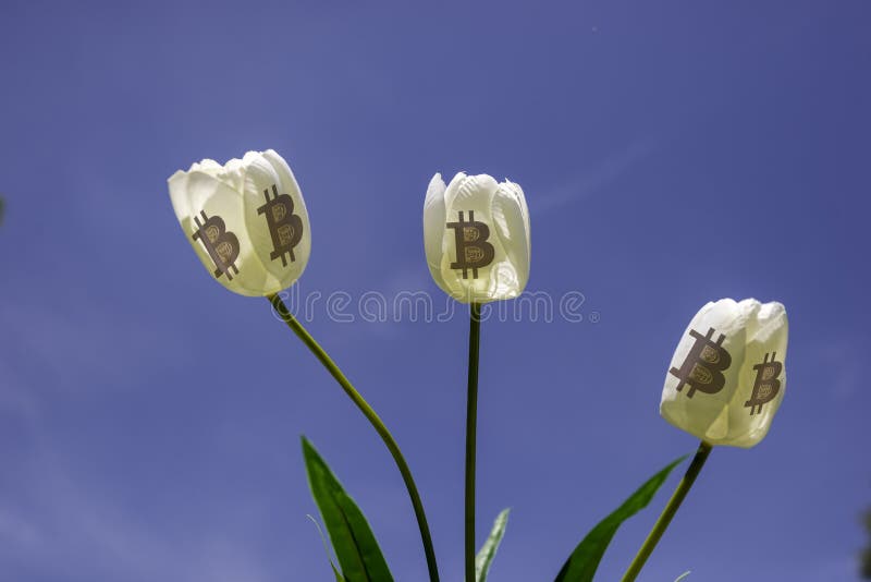 Tulipano e simbolo di Bitcoin fotografia stock Tulipano e simbolo di Bitcoin fotografia stock