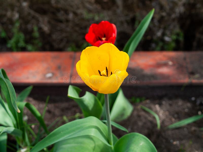 Tulipano giallo con centro rosso in un giardino immagini stock