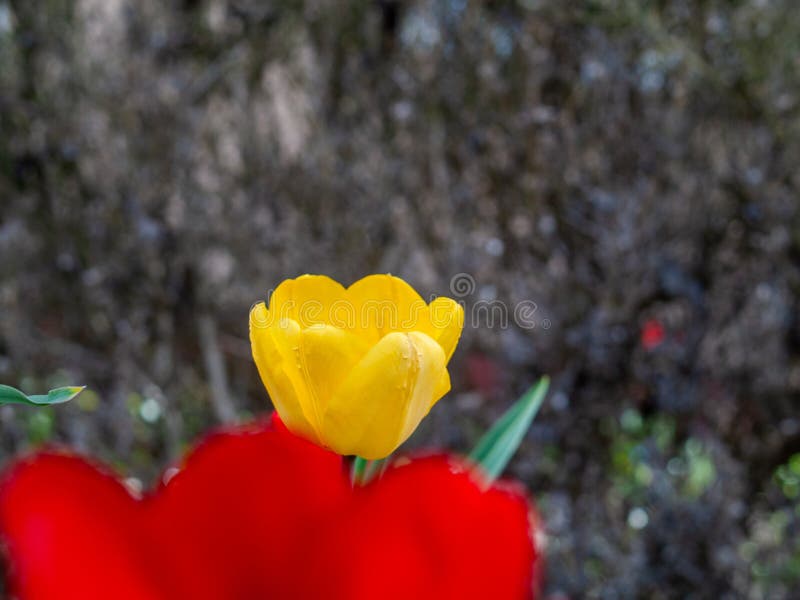 Tulipano giallo con sfondo rosso immagine stock