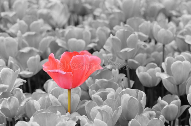 Tulipano isolato fotografie stock libere da diritti Tulipano isolato fotografie stock libere da diritti