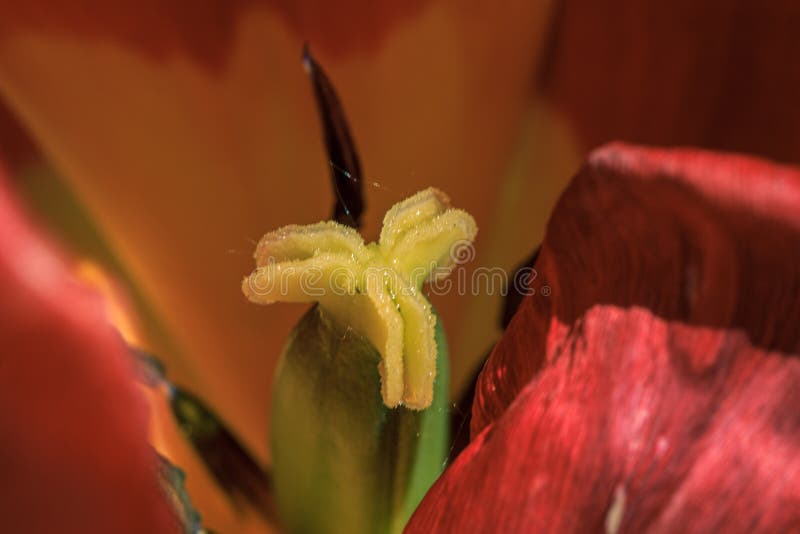 Tulipano rosso all'interno della macro chiudere. Macro tulipano rosso all'interno del fiore di molla vista