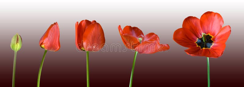 Tulipano rosso crescente