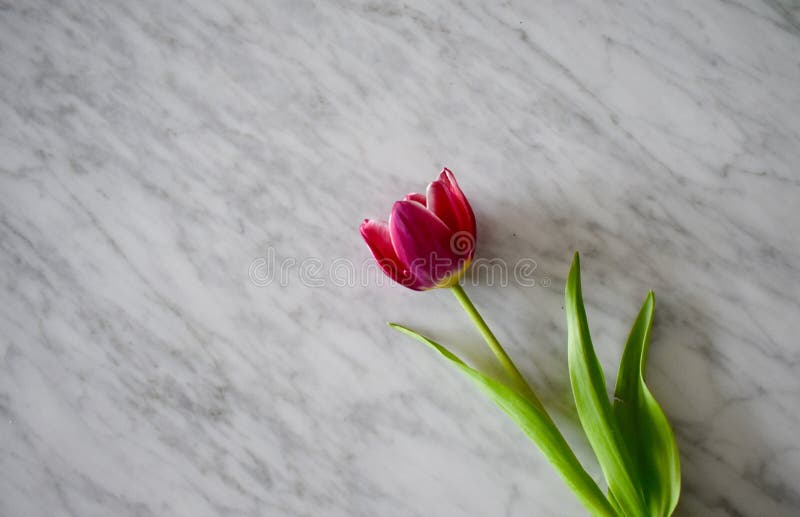 Tulipano su marmo bianco fotografie stock Tulipano su marmo bianco fotografie stock