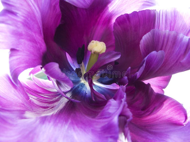 Tulipano viola Tulipano viola