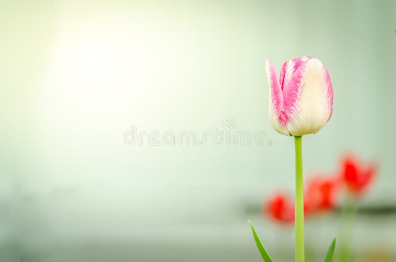 tulipano viola dei fiori del campo Bella scena della natura con i fiori viola di fioritura della primavera del tulipano Bello pra