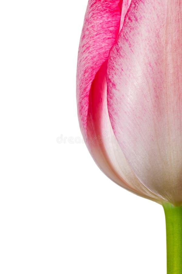 Tulipanowy kwiat fotografia stock Tulipanowy kwiat fotografia stock