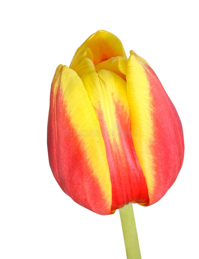 Tulipanowy kwiatu zbliżenie Odizolowywający na białym tle zdjęcia royalty free Tulipanowy kwiatu zbliżenie Odizolowywający na białym tle zdjęcia royalty free