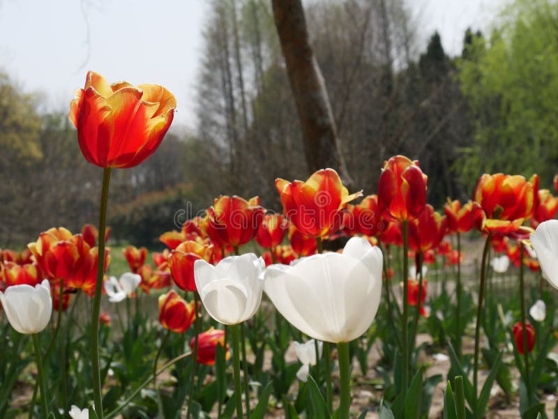 Tulipanowy trwanie wysoki wśród tłumu zdjęcia stock Tulipanowy trwanie wysoki wśród tłumu zdjęcia stock