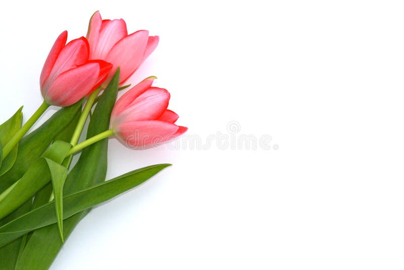 Tulipany zdjęcie royalty free