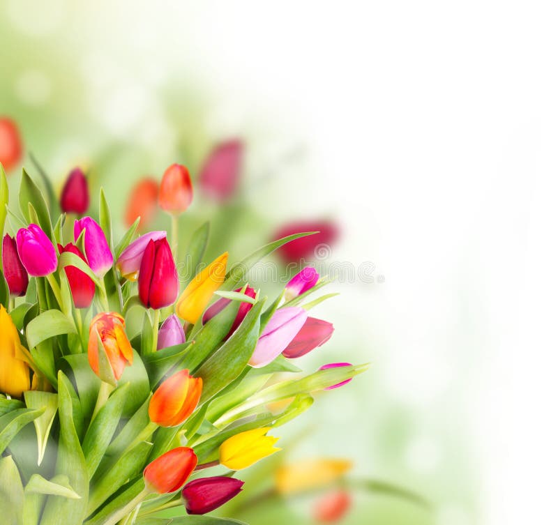 Tulipany obrazy royalty free