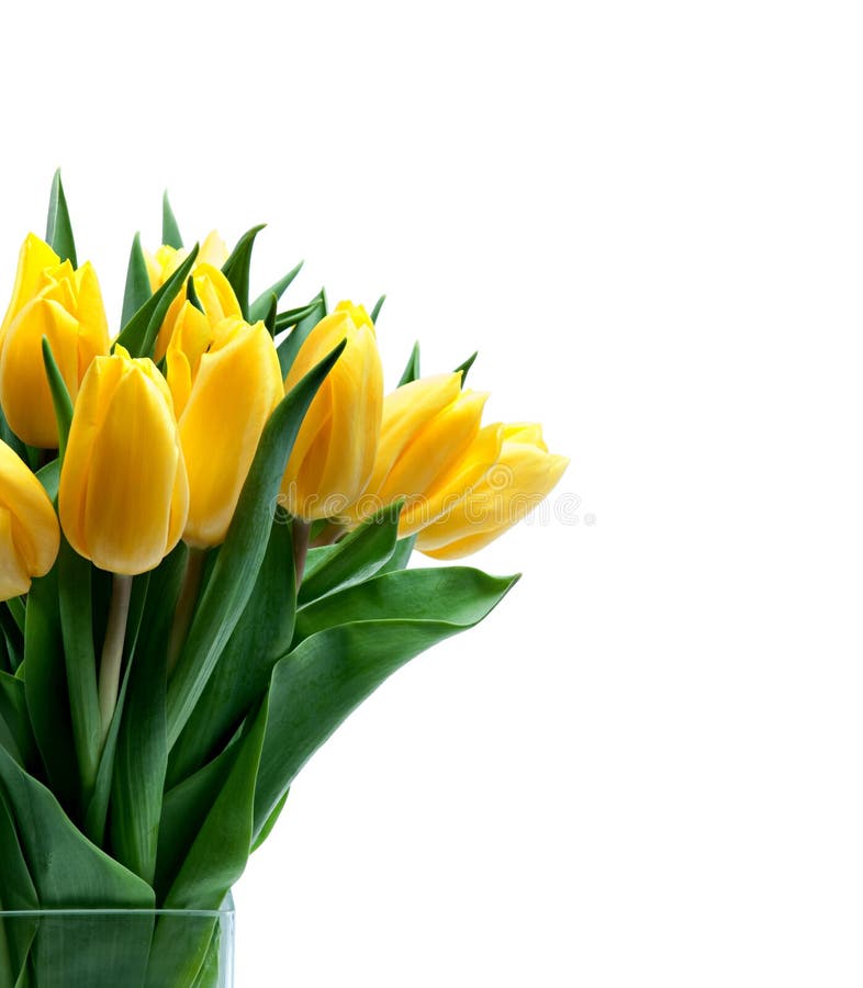 Tulipany obrazy royalty free