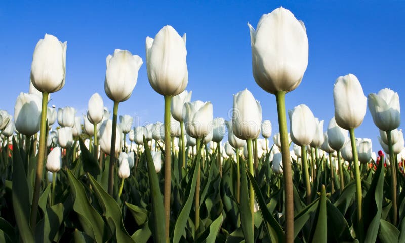 tulipany biały fotografia royalty free tulipany biały fotografia royalty free