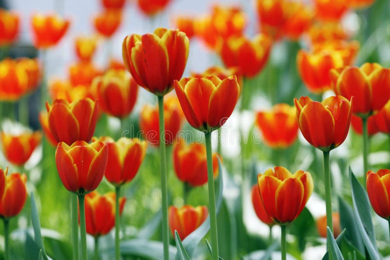 Tulipany czerwone fotografia stock