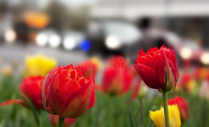 Tulipany i samochody zdjęcie stock Tulipany i samochody zdjęcie stock