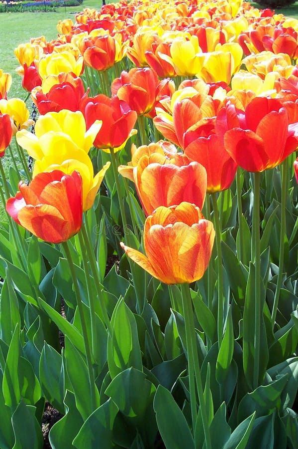 Download Tulipany morskie zdjęcie stock. Obraz złożonej z tulipany - 28996