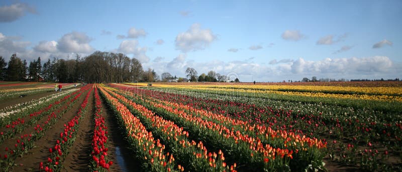 tulipany panoramiczni polowe zdjęcie royalty free tulipany panoramiczni polowe zdjęcie royalty free